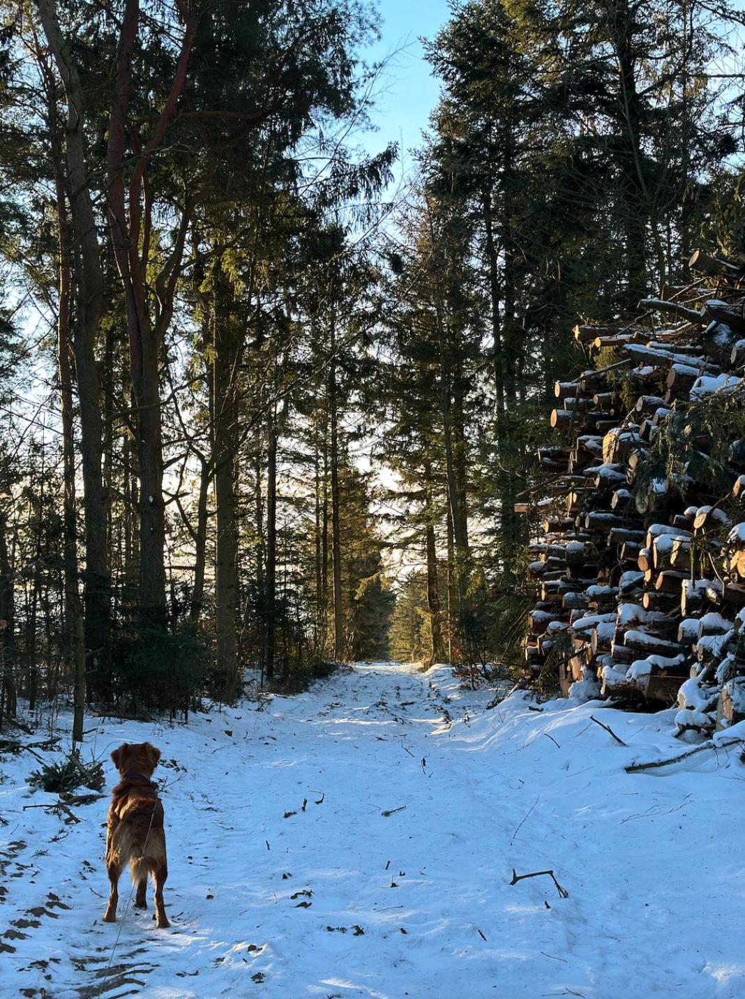 Charmerende Lejlighed Pa Landet Med Privat Skov Bjergby 外观 照片